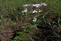 Exacum bicolor